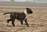 BOULEDOGUE AMERICAIN 135